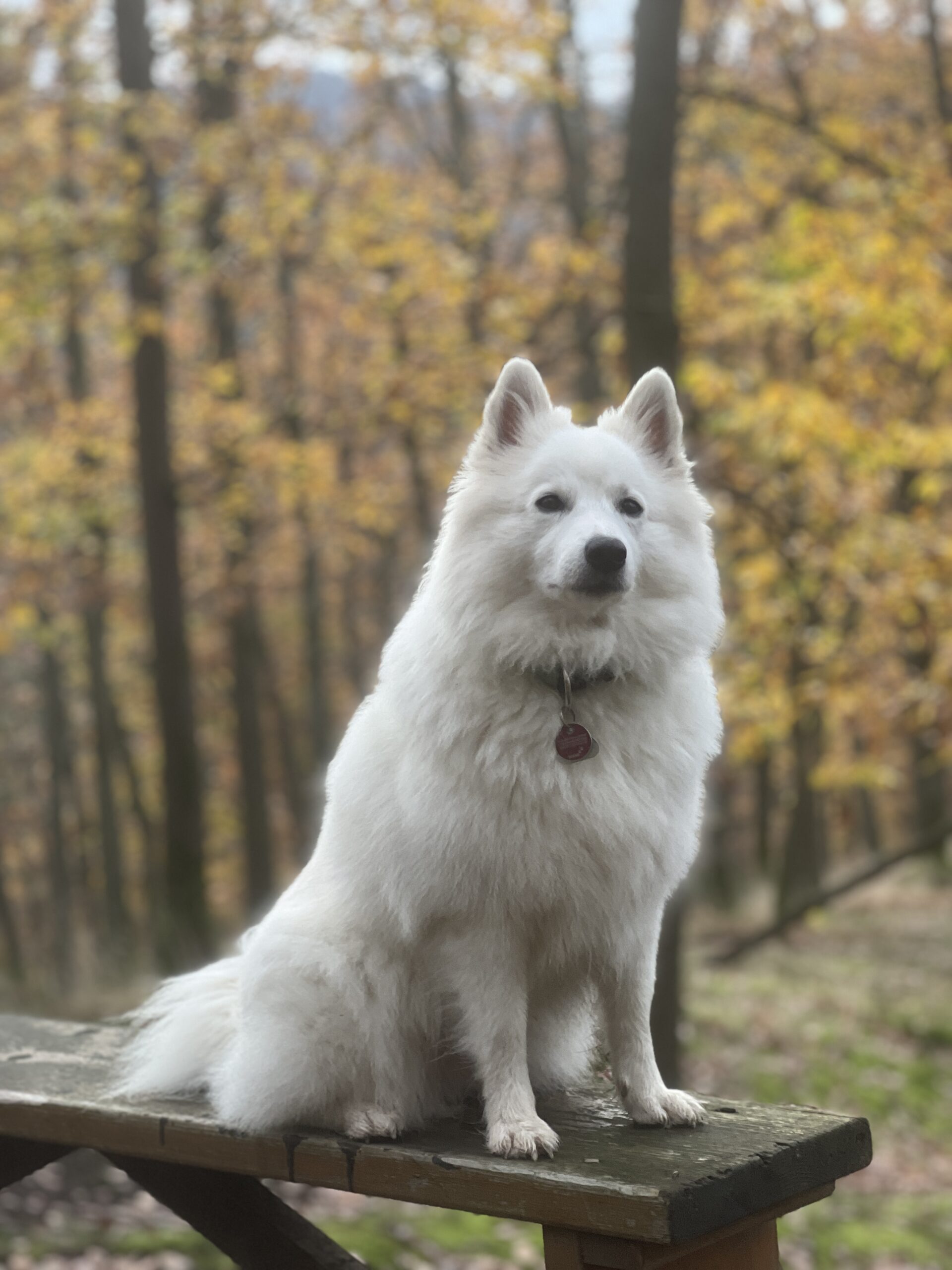 Portraitbild Ilvie